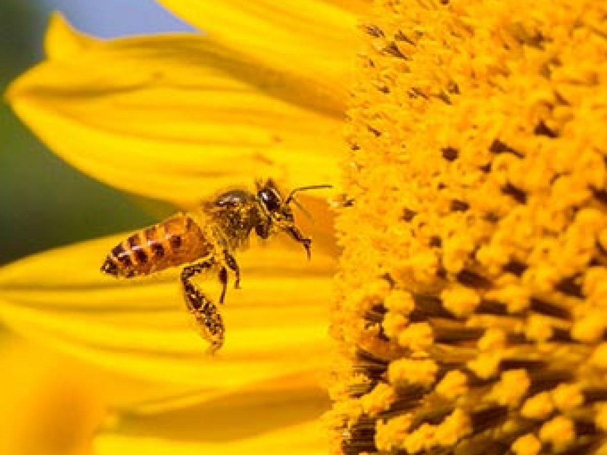 Pollen : propriétés, bienfaits et utilisations