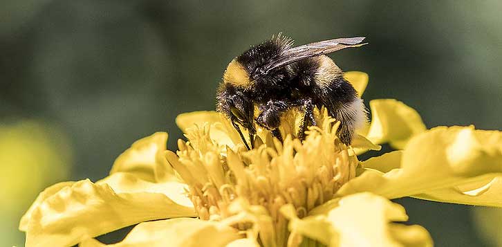 abeille collecte du pollen