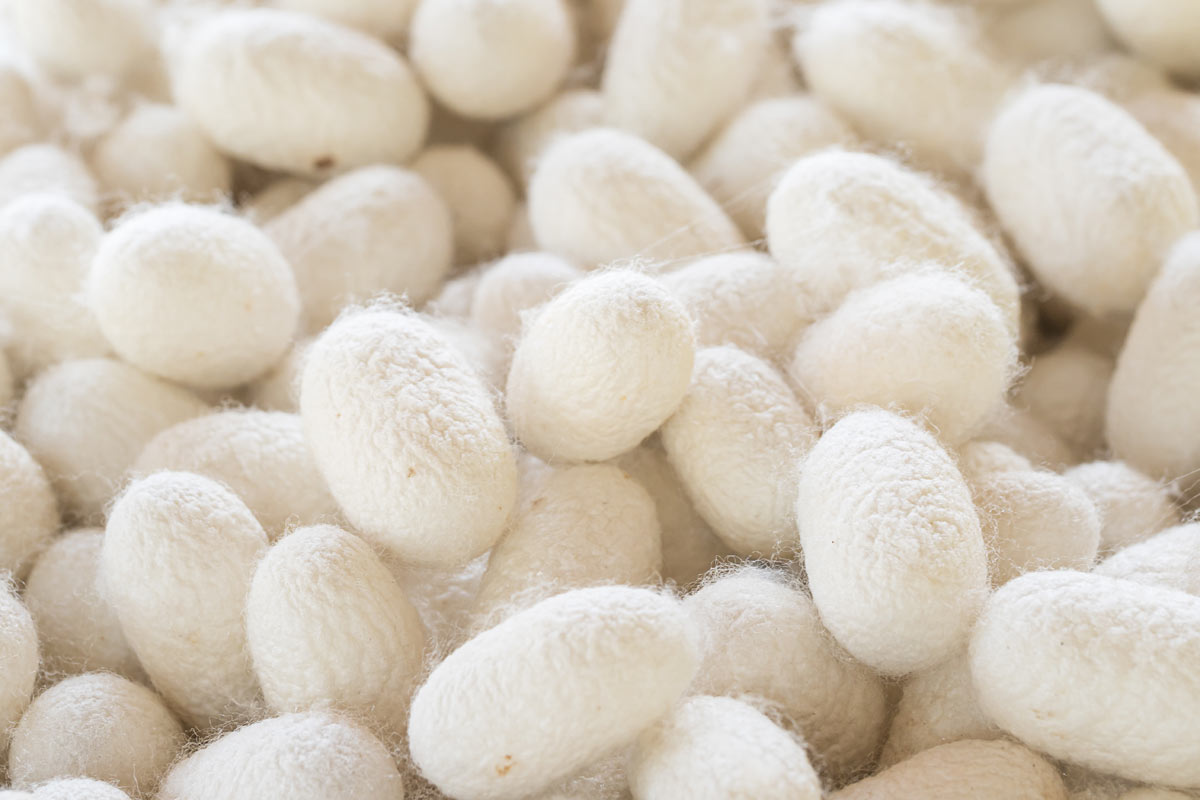 Cocon en soie traité pour produire de la fibre de soie.