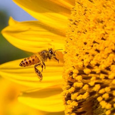 Consommer du pollen cru